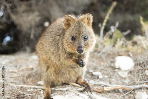 Quokka, the happiest animal on the planet in Rottnest island, Perth, Western Australia  © Hideaki