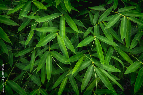 bamboo leaves background  nature green color of freshness wallpaper. The green bamboo leaves have space for text or backgrounds.