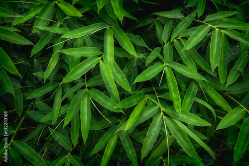 bamboo leaves background, nature green color of freshness wallpaper. The green bamboo leaves have space for text or backgrounds.