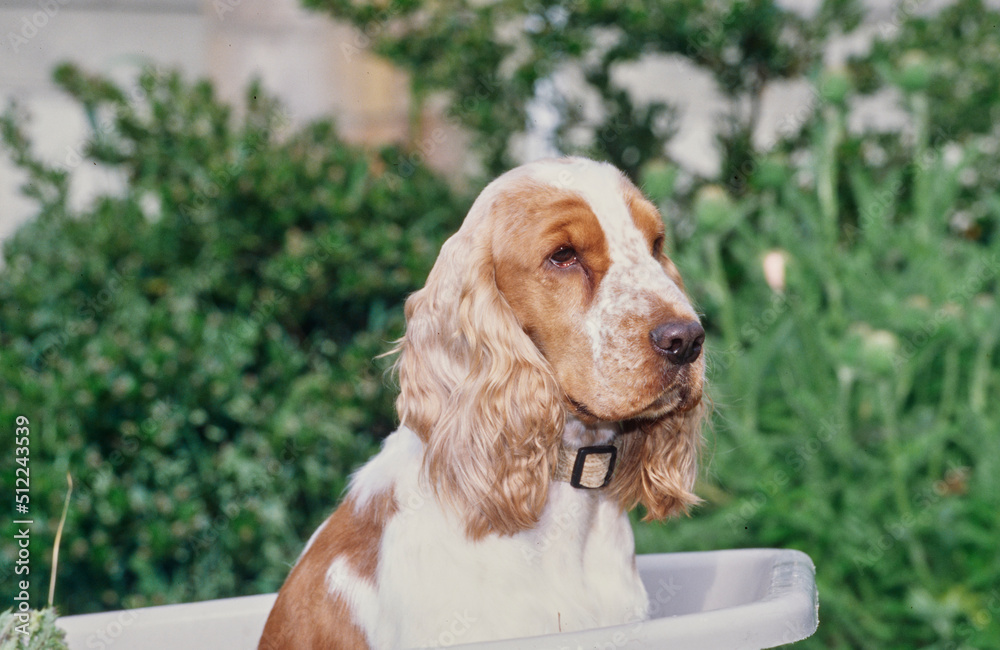 A red and white English cocker spaniel sitting in a white plastic wheelbarrow with greenery in the background