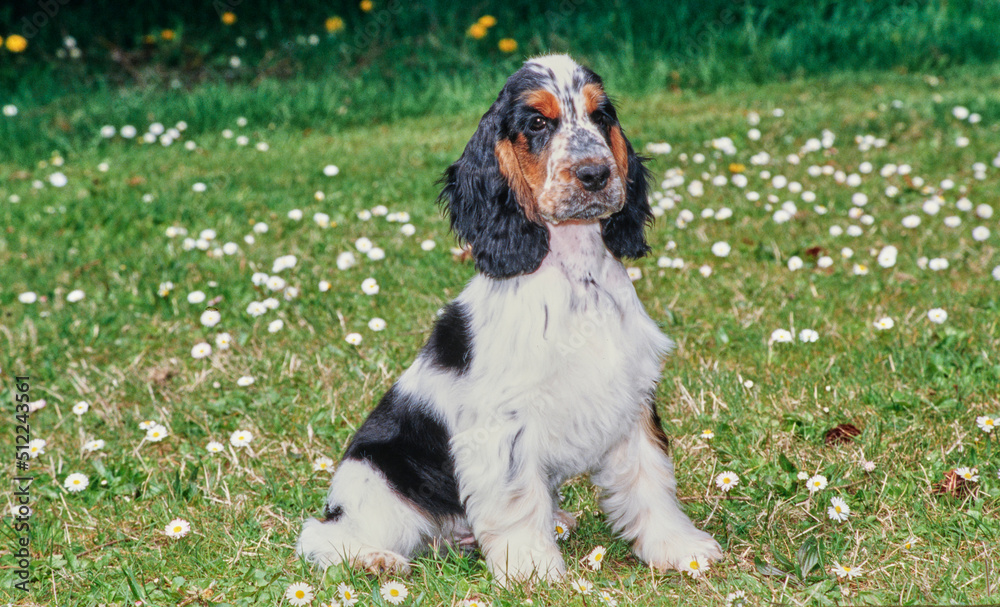 A black white and tan English cocker spaniel puppy sitting in grass with white wildflowers