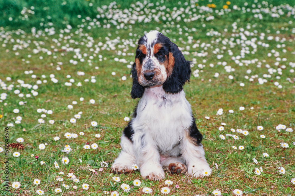 A black white and tan English cocker spaniel puppy sitting in grass with white wildflowers