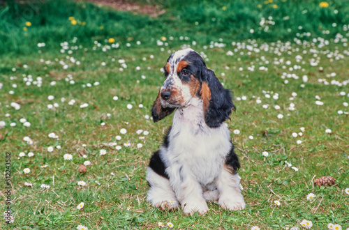 A black white and tan English cocker spaniel puppy sitting in grass with white wildflowers