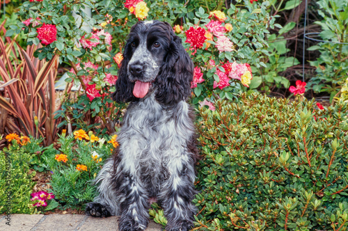 A blue roan English cocker spaniel sitting on a brick planter with red orange and yellow flowers behind photo