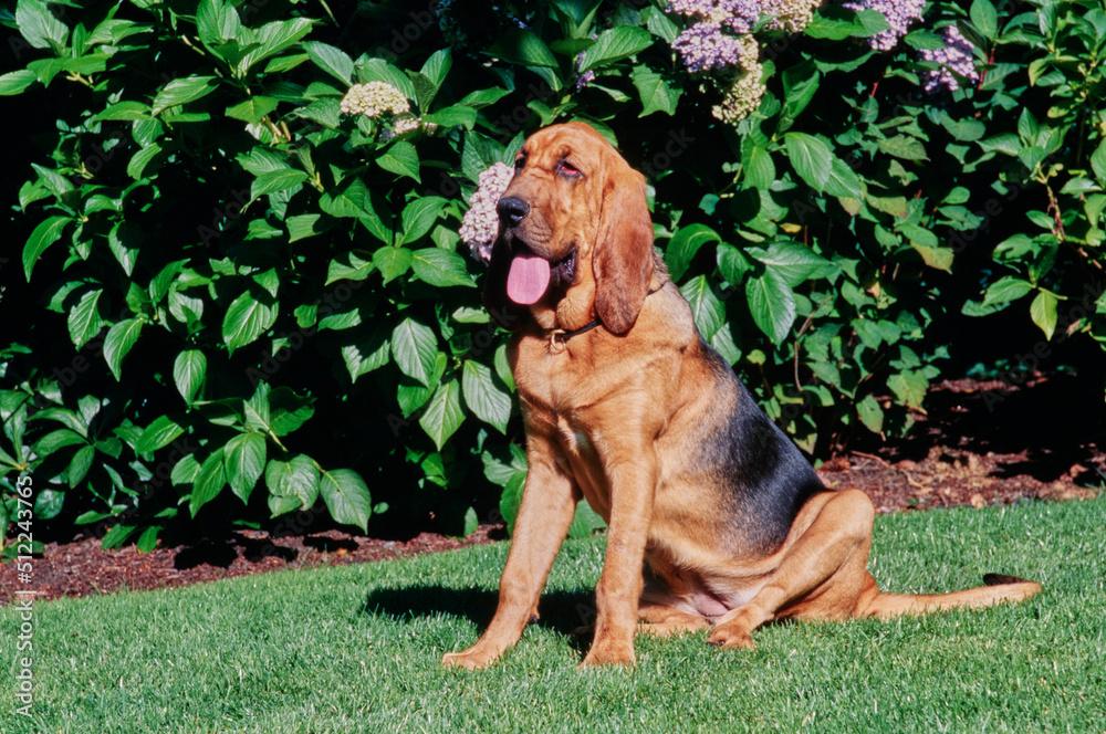 A bloodhound sitting in grass with flowery greenery in the background