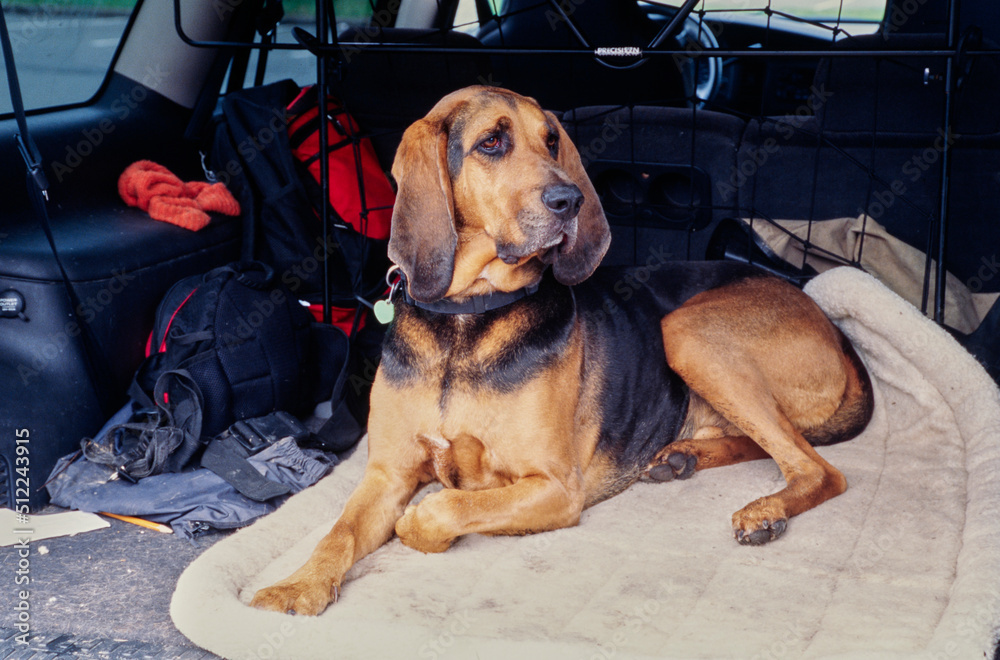 A bloodhound on a dog bed in the back of a vehicle