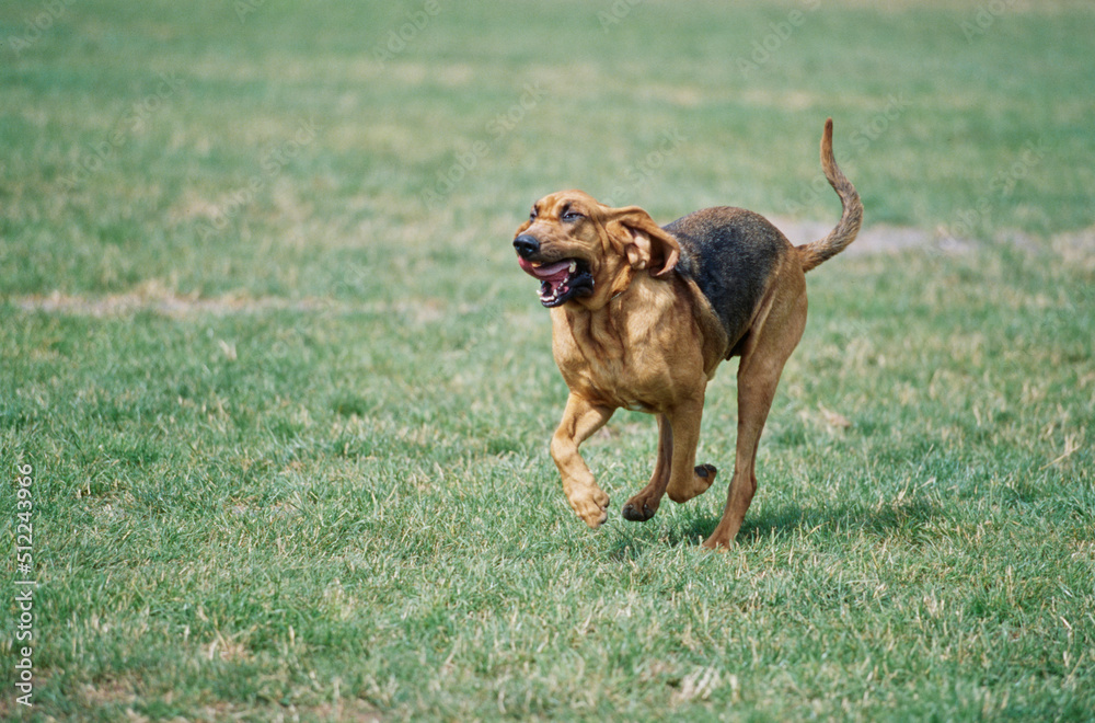 A bloodhound running through a grassy field A bloodhound running through a grassy field
