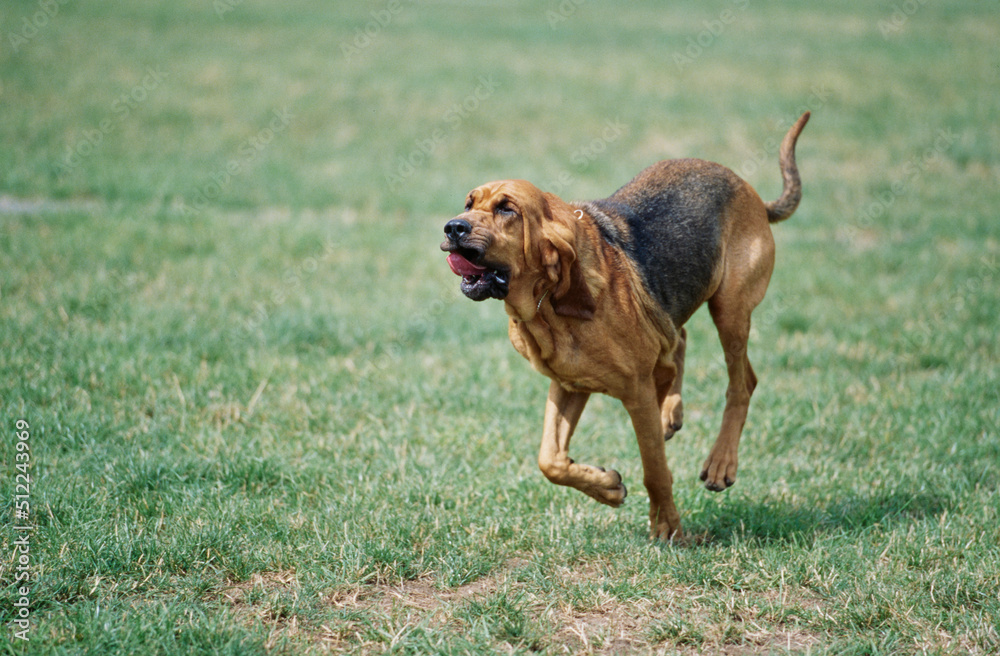A bloodhound running through a grassy field - obrazy, fototapety, plakaty 