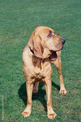 A bloodhound standing on a grassy lawn
