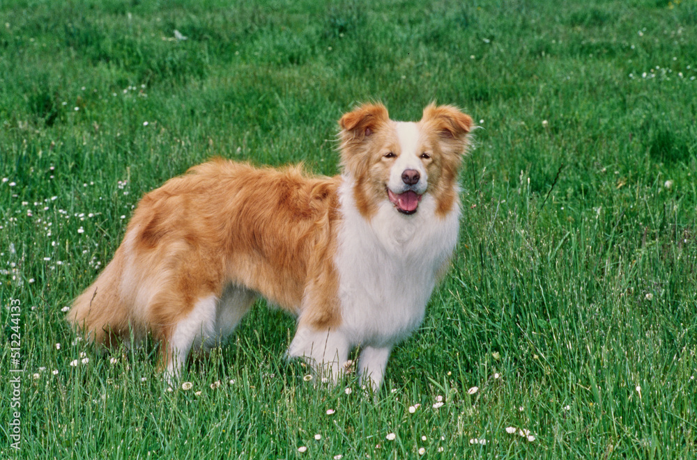 A border collie standing in green grass with white wildflowers