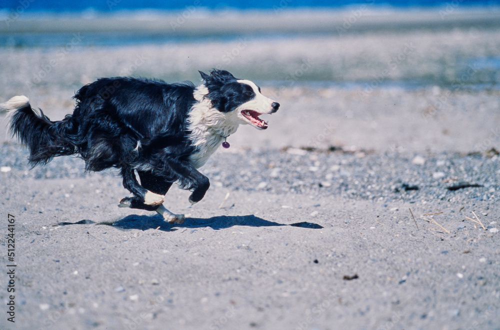 A border collie running along a shoreline A border collie running along a shoreline