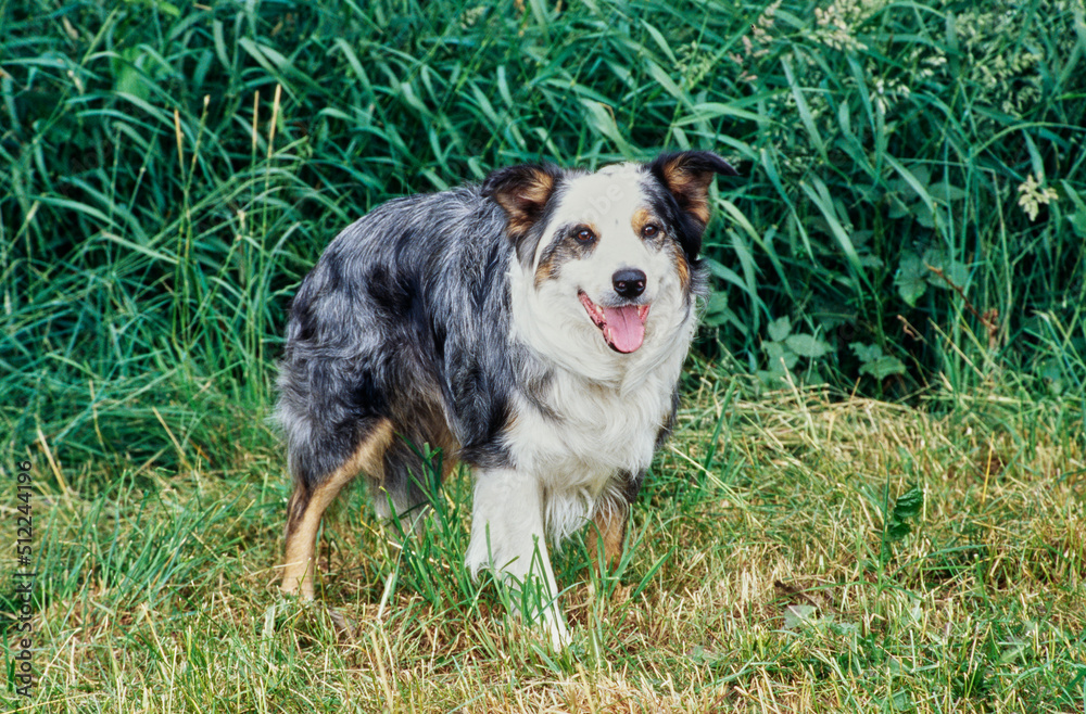 A border collie standing in trimmed grass with greenery in the background A border collie standing in trimmed grass with greenery in the background