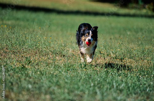 A border collie running through a green grassy field with a red ball in its mouth