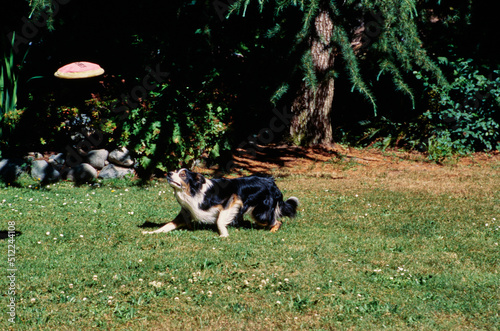 Fototapeta Naklejka Na Ścianę i Meble -  A border collie crouching to jump to catch a frisbee