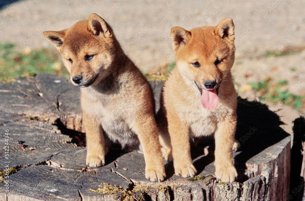A pair of Shiba Inu puppies sitting on a tree stump A pair of Shiba Inu puppies sitting on a tree stump