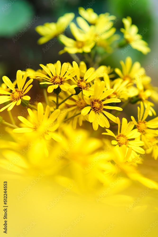 ツワブキ Farfugium japonicum ツワブキ Farfugium japonicum