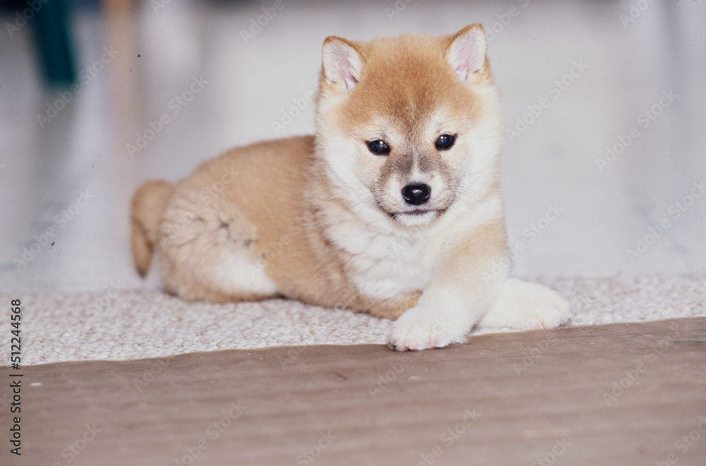 A Shiba Inu puppy laying on a floor
