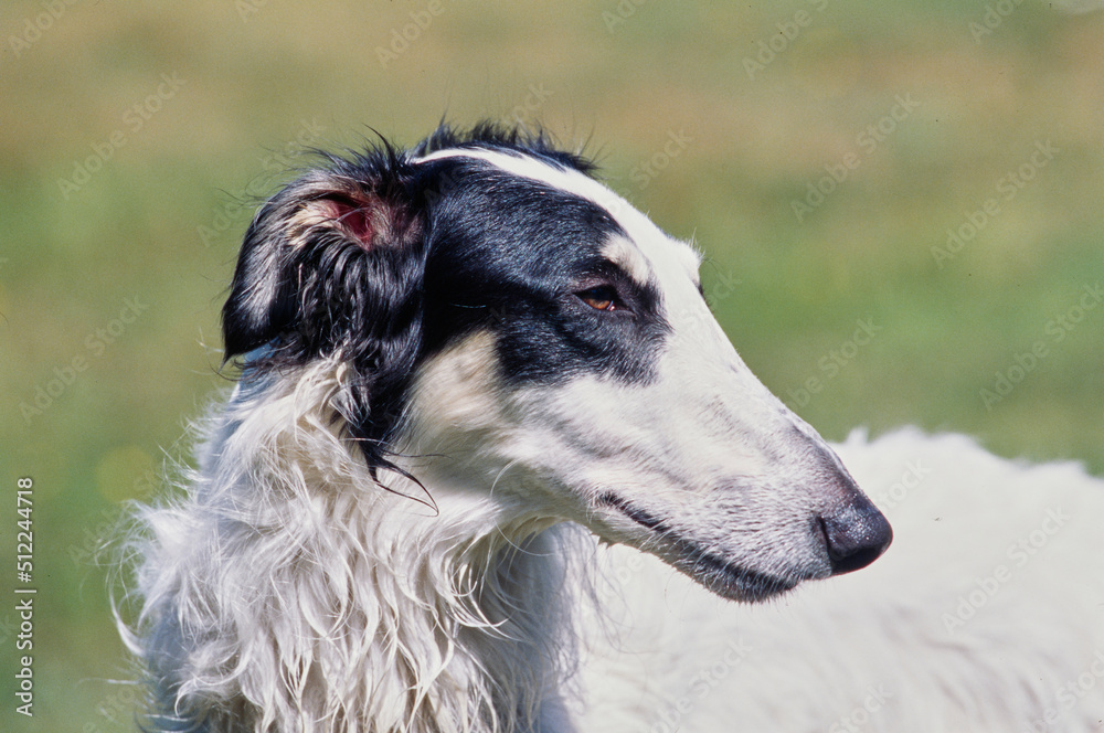 Close-up of a Borzoi dog's face Close-up of a Borzoi dog's face