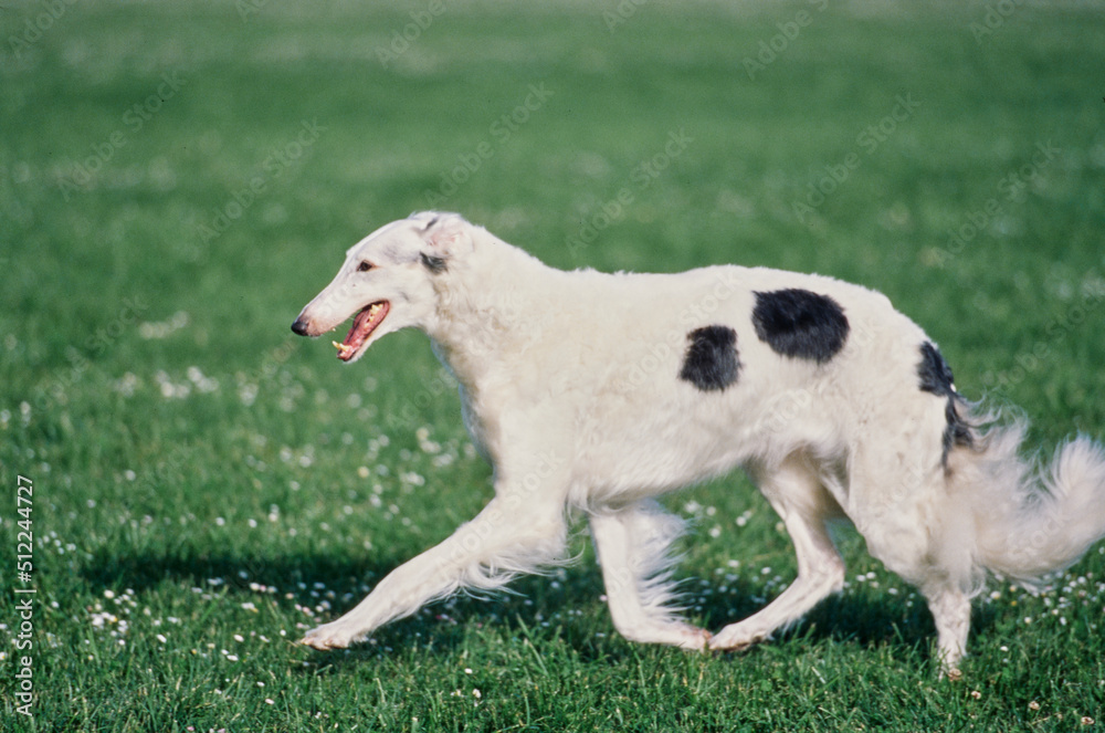 A Borzoi dog walking through a field of green grass with white wildflowers A Borzoi dog walking through a field of green grass with white wildflowers