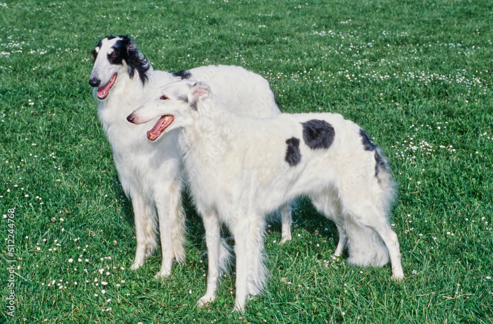 A pair of Borzoi dogs standing in a field of green grass with white wildflowers A pair of Borzoi dogs standing in a field of green grass with white wildflowers