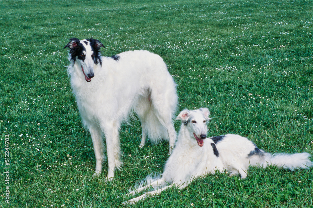 A pair of Borzoi dogs resting in a field of green grass and white wildflowers A pair of Borzoi dogs resting in a field of green grass and white wildflowers