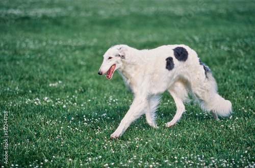 A Borzoi dog walking through a field of green grass with white wildflowers