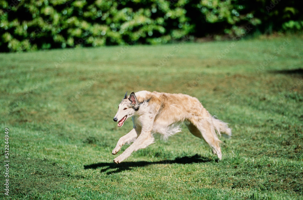 A Borzoi dog running through a field of green grass A Borzoi dog running through a field of green grass