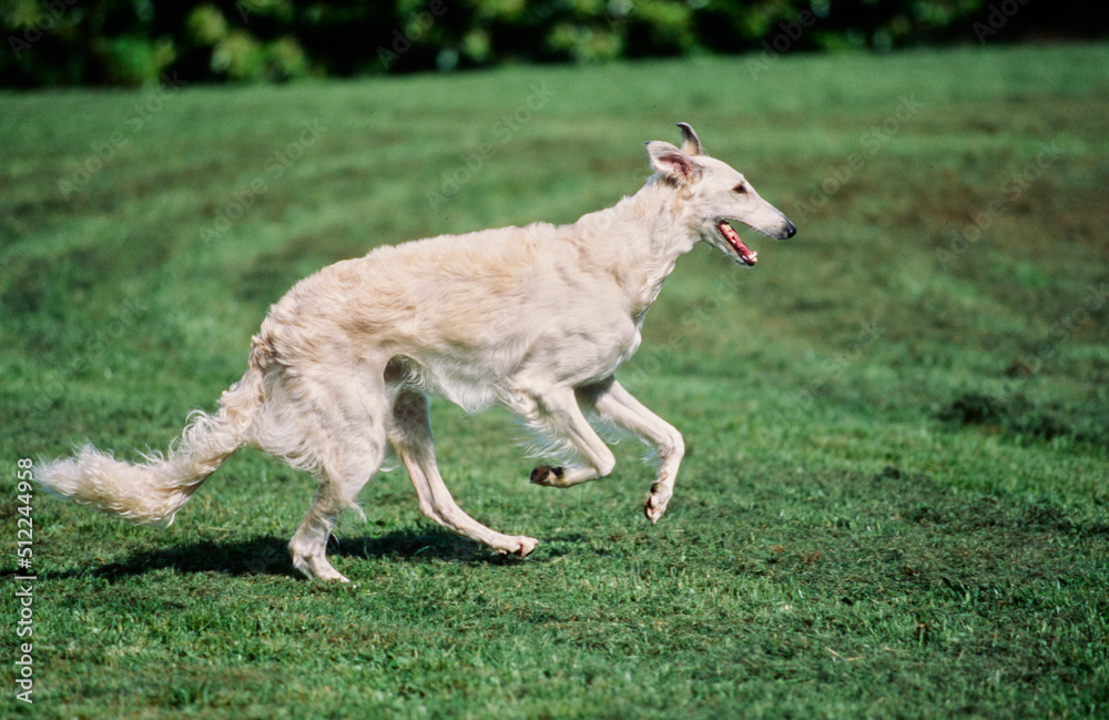 A Borzoi dog running through a field of green grass A Borzoi dog running through a field of green grass