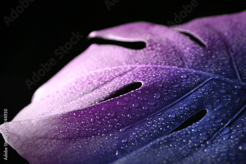 Toned tropical leaf with water drops on black background, closeup