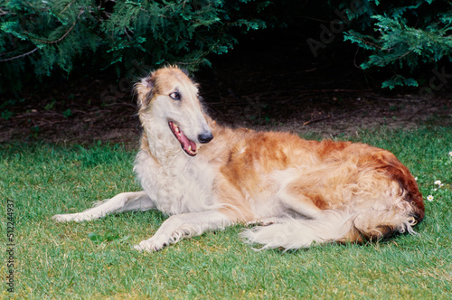 A Borzoi dog laying in grass