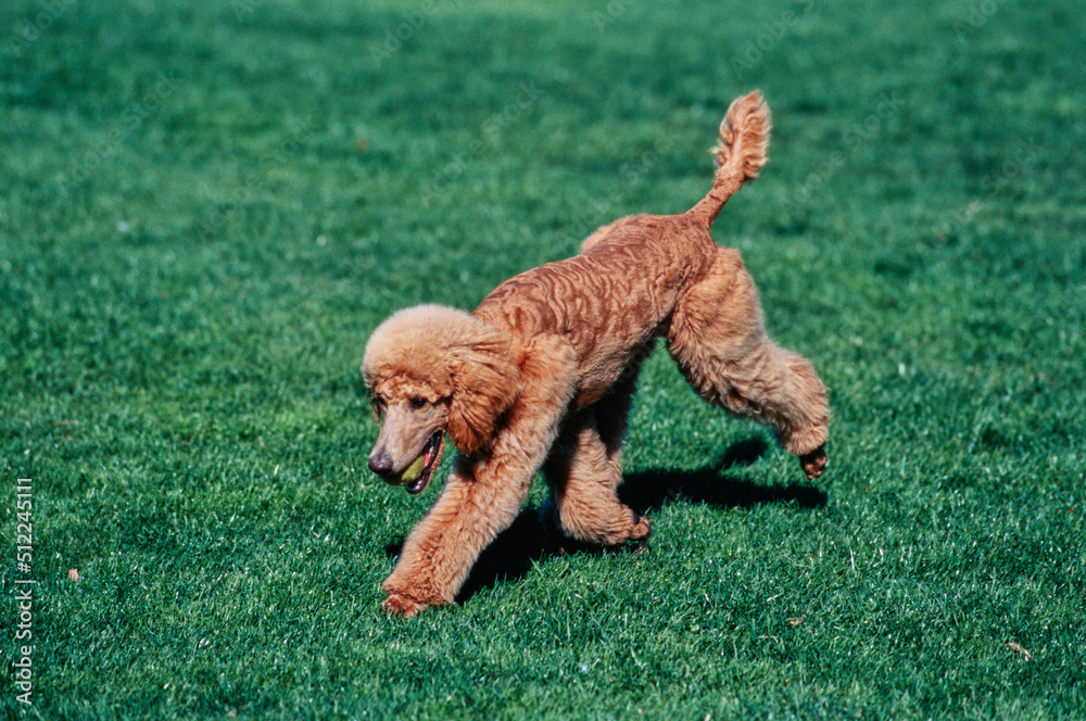A standard poodle running across a green lawn with a tennis ball in its mouth