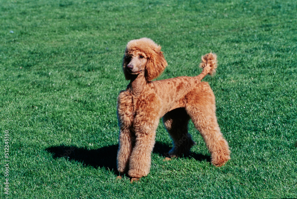 A standard poodle standing in a green lawn A standard poodle standing in a green lawn