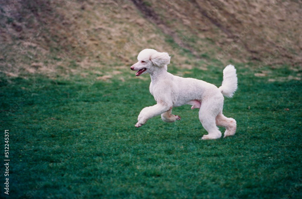 Fototapeta premium A standard poodle running through a green field