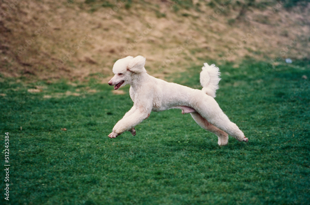 A standard poodle running through a green field A standard poodle running through a green field