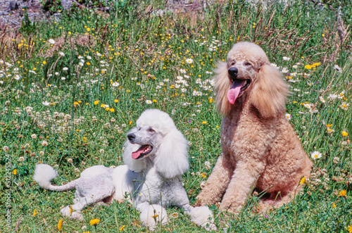 A pair of standard poodles sitting in a field of grass with yellow and white wildflowers