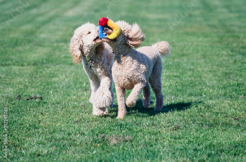 Fototapeta Naklejka Na Ścianę i Meble -  A pair of standard poodles running through a green field and one is keeping a toy away from the other