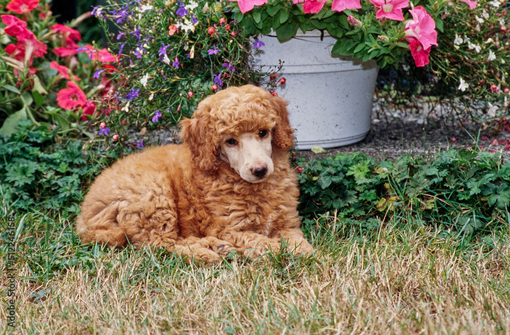 A standard poodle puppy sitting in grass in front of white and pink flowers