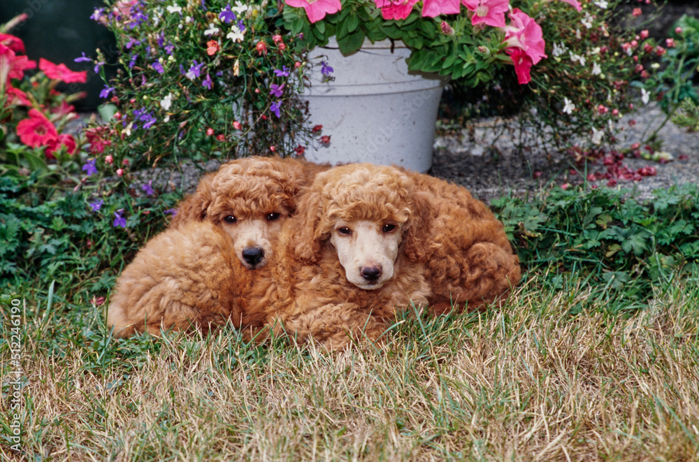 A pair of standard poodle puppies laying in grass in front of white and pink flowers