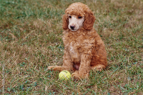 A standard poodle puppy sitting in grass with a tennis ball