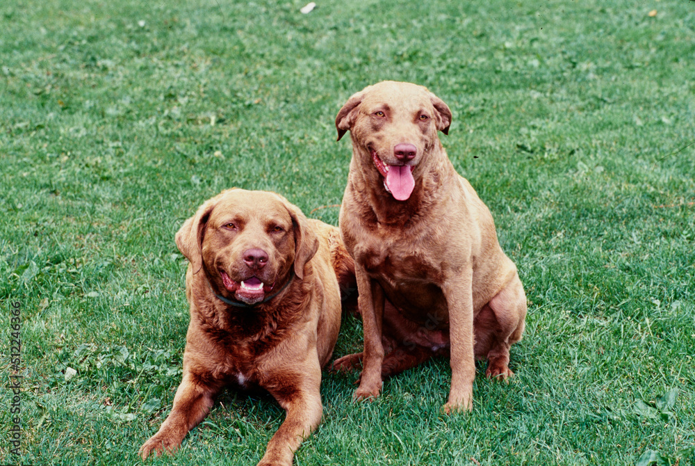 A pair of Chesapeake Bay Retrievers sitting on green grass