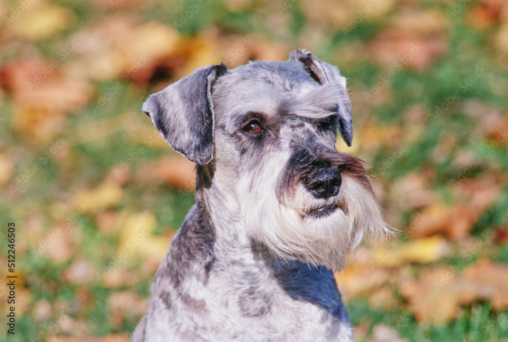 A close-up of a schnauzer sitting in grass and leaves