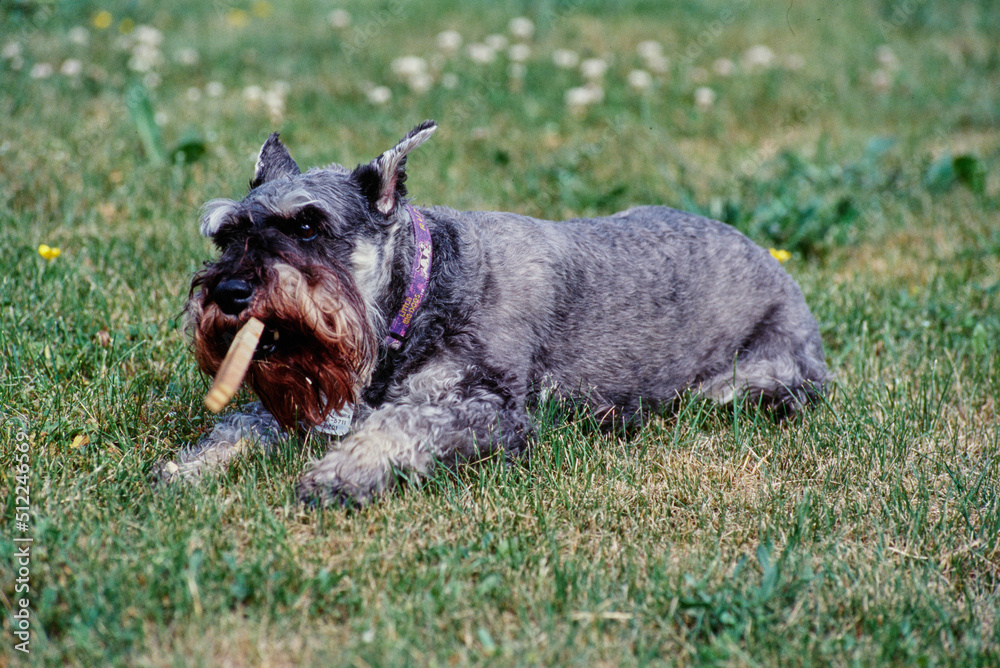 A schnauzer laying in grass and chewing on a treat
