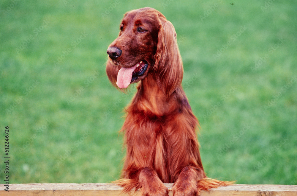 An Irish setter resting its paws on a wooden rail with green grass in the background An Irish setter resting its paws on a wooden rail with green grass in the background