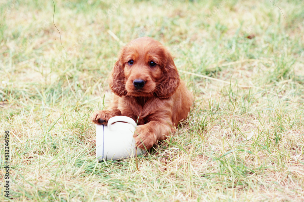 An Irish setter puppy laying on grass and holding a coffee cup between its paws