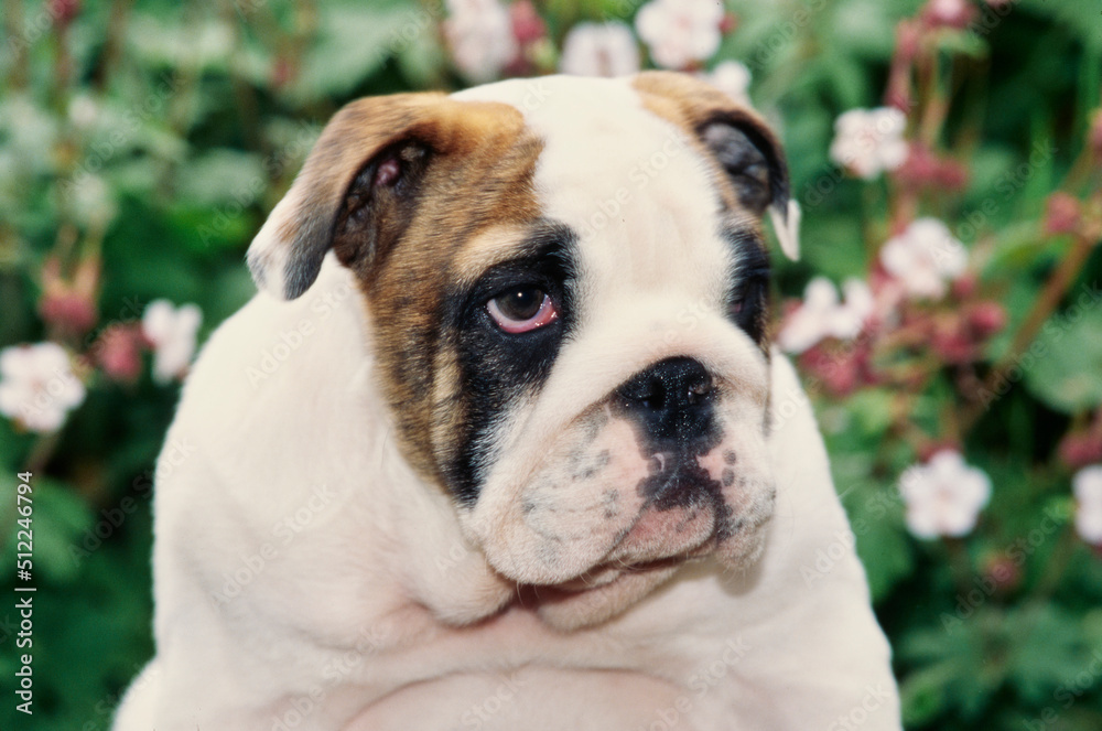 Close-up of an English bulldog puppy sitting in a garden