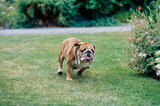 An English bulldog running through grass with white flower covered plant in the background