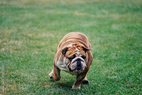 An English bulldog running through grass