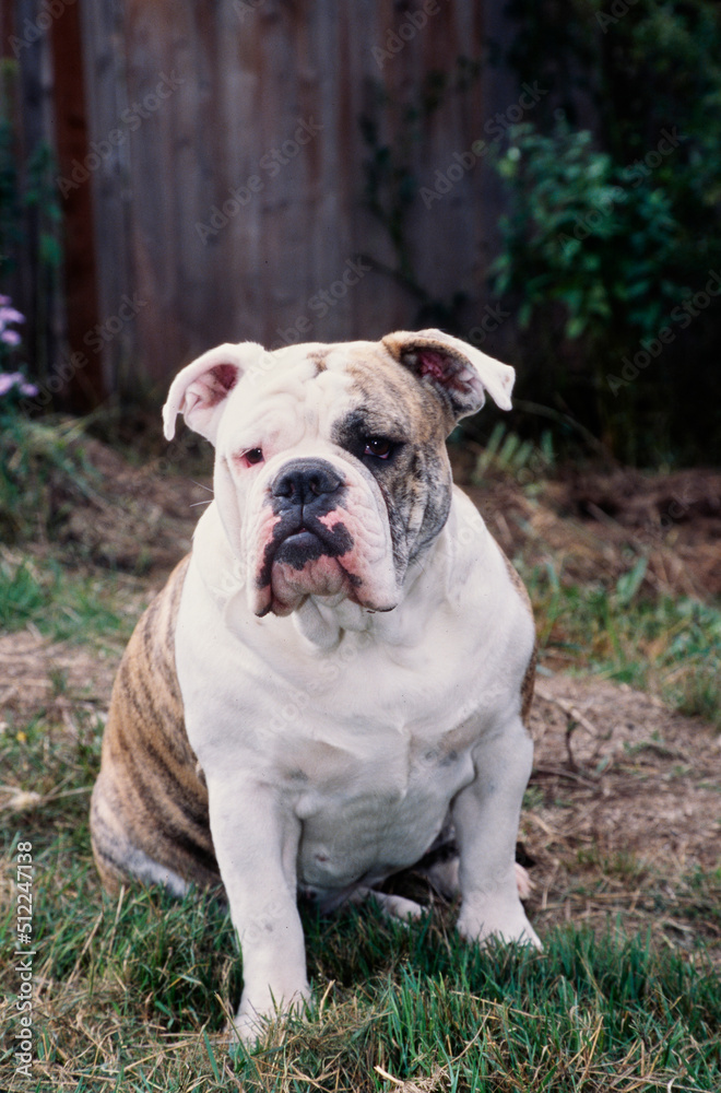 An English bulldog sitting in the grass with a wooden fence in the background