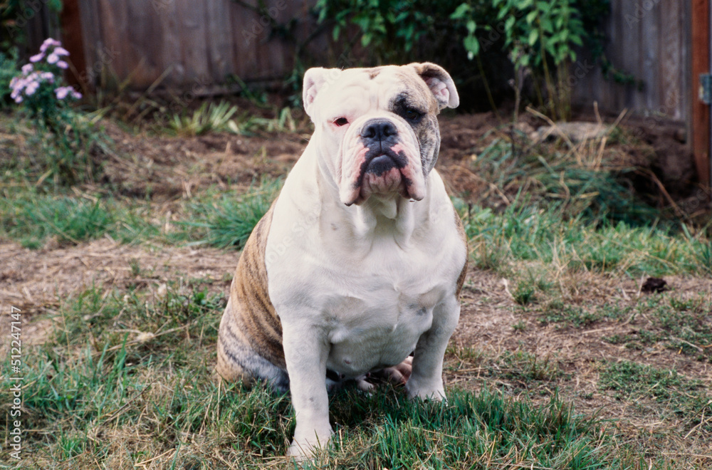 An English bulldog sitting in the grass with a wooden fence in the background An English bulldog sitting in the grass with a wooden fence in the background