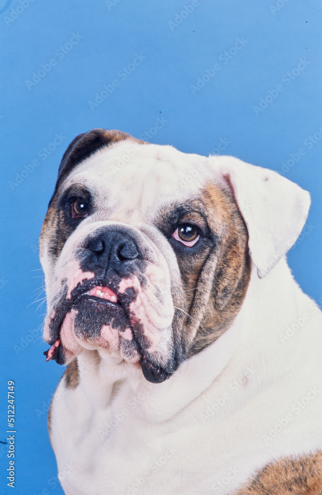 Close-up of an English bulldog on a blue background Close-up of an English bulldog on a blue background